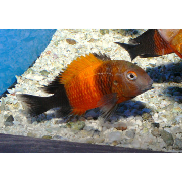 Tropheus Moorii Bemba 2-3 cm lot de 2